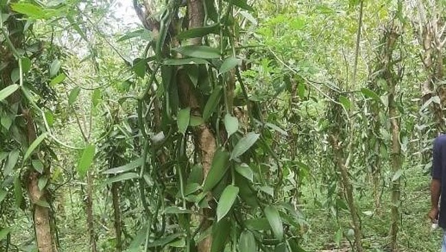 This Plant is Abundant in Indonesian Gardens, Sought After by Ice Cream and Luxury Perfume Factories