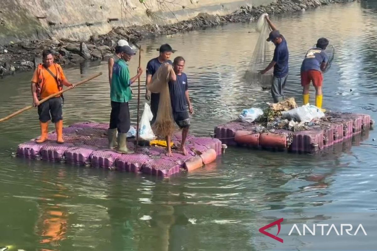 Jakarta West City Government Collects 217 kg of Plecostomus from Bojong Indah Reservoir