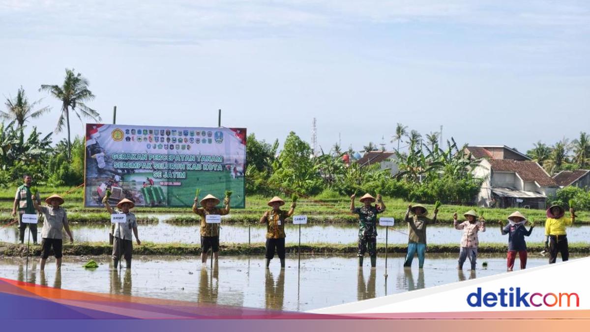 Banyuwangi Accelerates Simultaneous Rice Planting to Anticipate Prolonged Dry Season