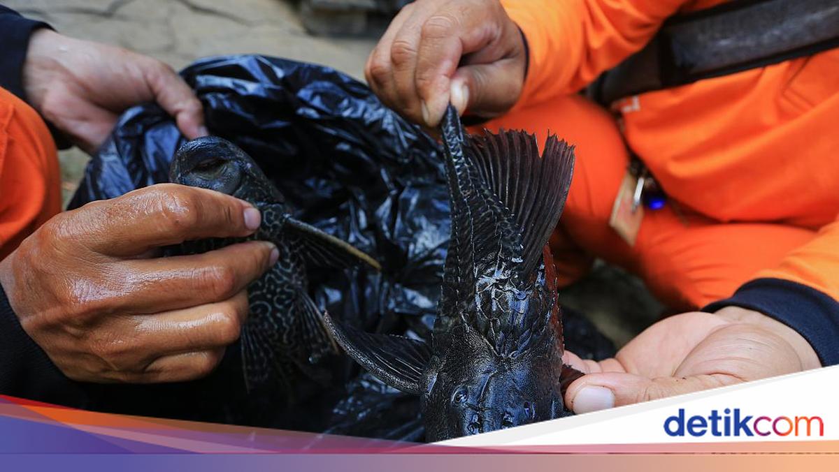 Ecological Emergency: The Invasion of Sailfin Catfish