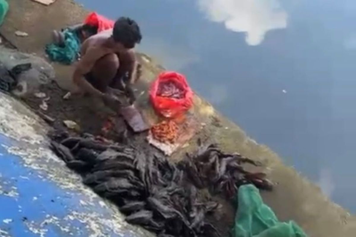 Civil Service Police Apprehend Five Men Selling Plecostomus Fish Meat in Pasar Baru Area