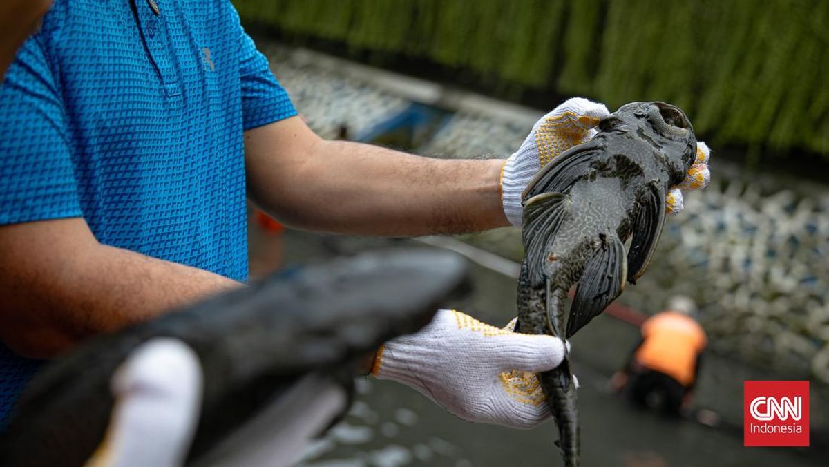 Civil Service Police Crack Down on Five Sellers of Sailfin Catfish Meat in Central Jakarta