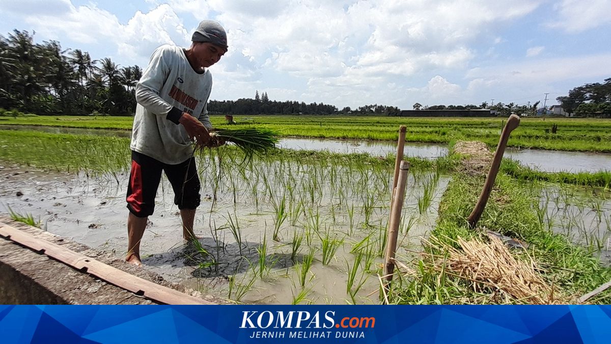 Ministry of Agriculture Accelerates Simultaneous Rice Planting in 38 Districts Across East Java