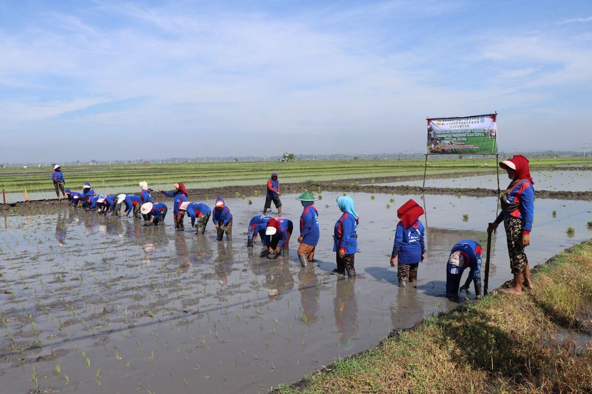 Ministry of Agriculture Accelerates Simultaneous Rice Planting in 38 Districts across East Java to Face El Niño