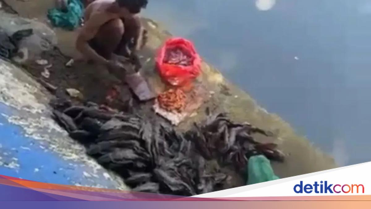 Five Men from Bekasi Detained by Civil Service Police for Catching Sailfin Catfish for Sale in Central Jakarta