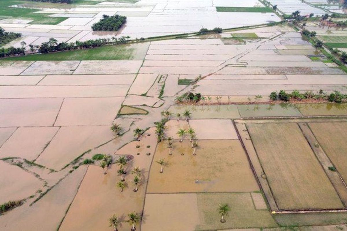 Task Force PRR Rehabilitates Thousands of Hectares of Flood-Affected Rice Fields