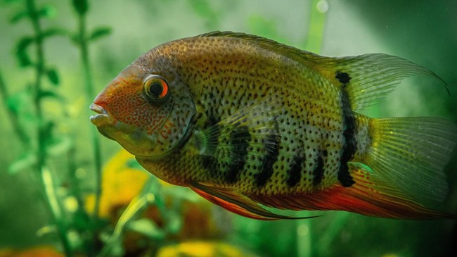 Not Just Plecos: Alien Red Devil Fish Damage Lake Toba and Jatiluhur Reservoir