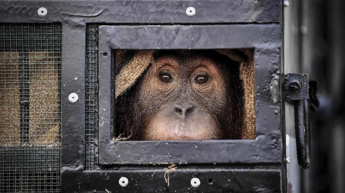 Trapped by Rubber and Palm Trees, Orangutan Evacuated to Leuser