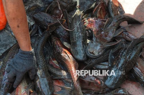 IPB Professor Offers Solution for Eradicating Sailfin Catfish