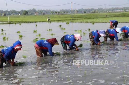 El Niño Looms, Ministry of Agriculture Conducts Simultaneous Planting