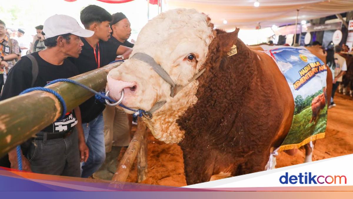 Boosting Central Java's Milk Production, Ahmad Luthfi Wants Dairy Cow Contest Held