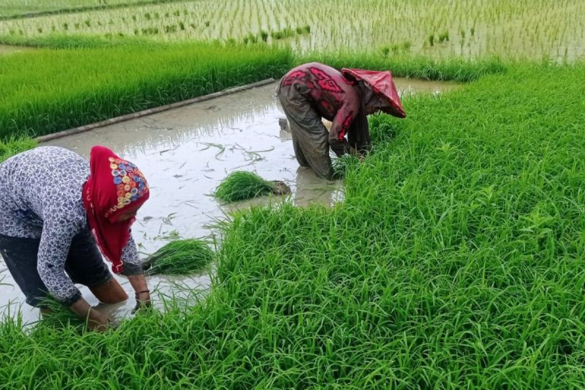 217 hectares of new rice fields to be developed in Lebak to support food self-sufficiency