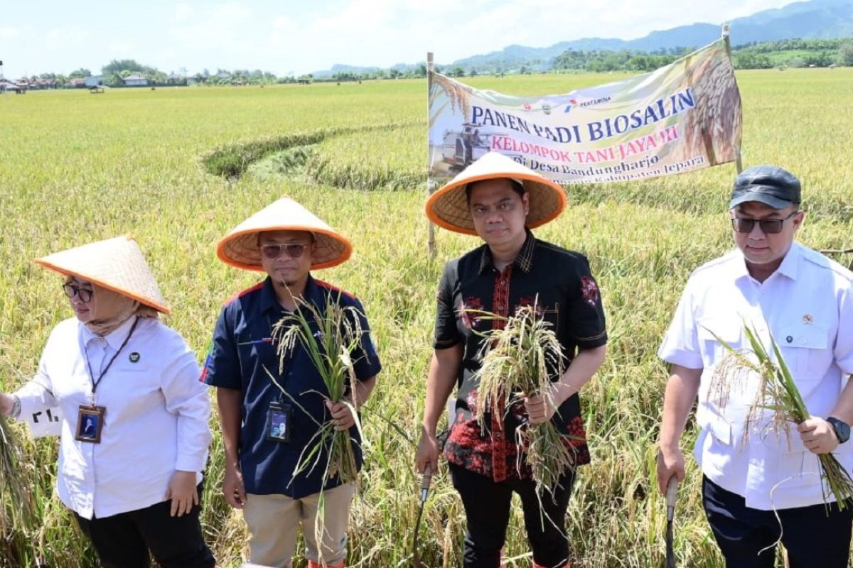 PGN-BRIN Biosalin Rice Yields 176 Tonnes on 22-Hectare Land