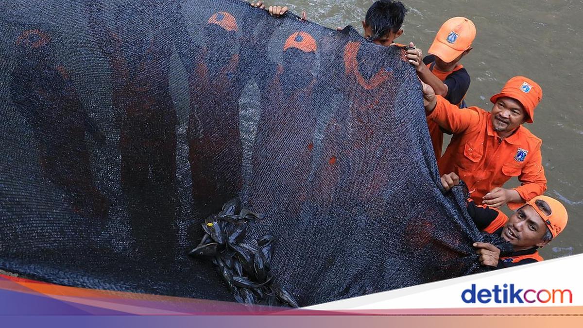 DKI Continues to Eradicate Plecostomus: 10 Ton Captured, Vendors Educated