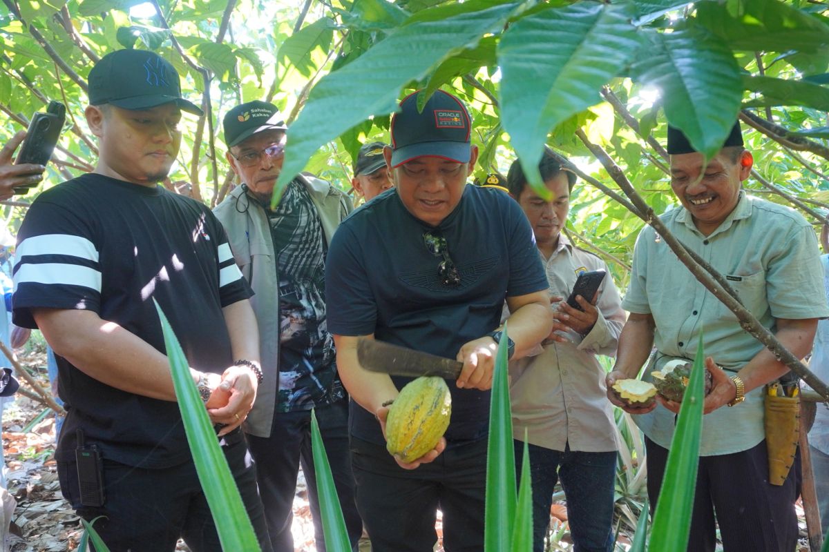 Luwu Regency focuses on developing various superior cocoa clones