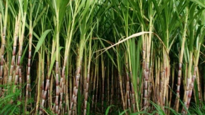 Ready to Welcome Rp 100 Trillion Investment Plan