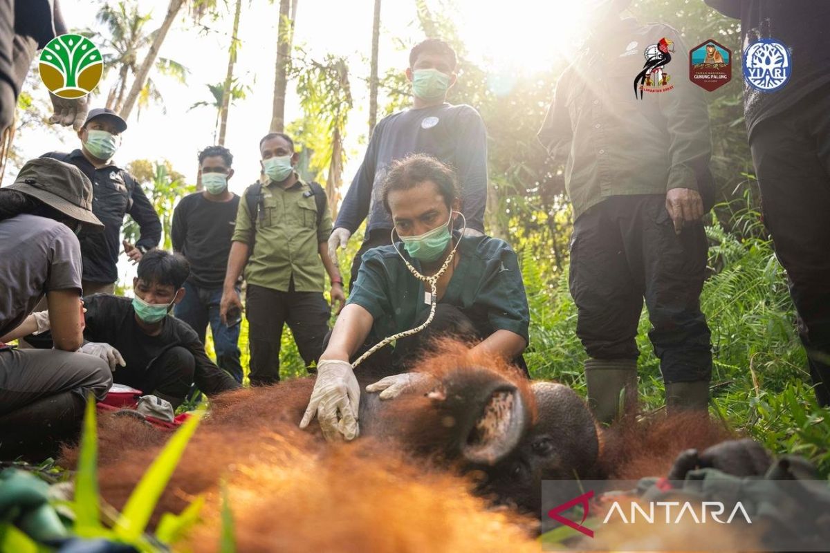 BKSDA and YIARI successfully translocate orangutan in Kayong Utara