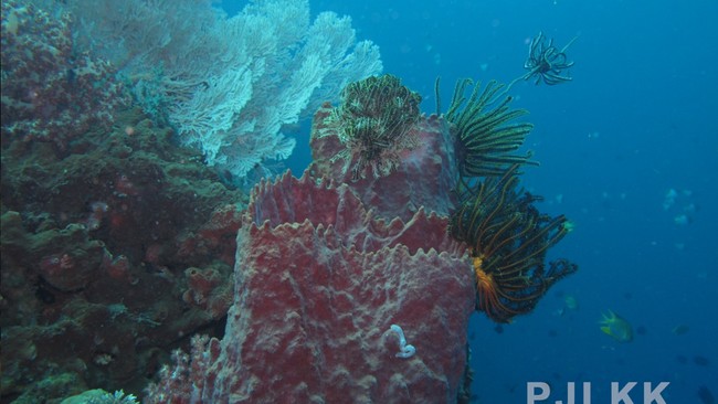 Indonesia's Vast Wealth: Numerous Treasures Discovered in the Sea
