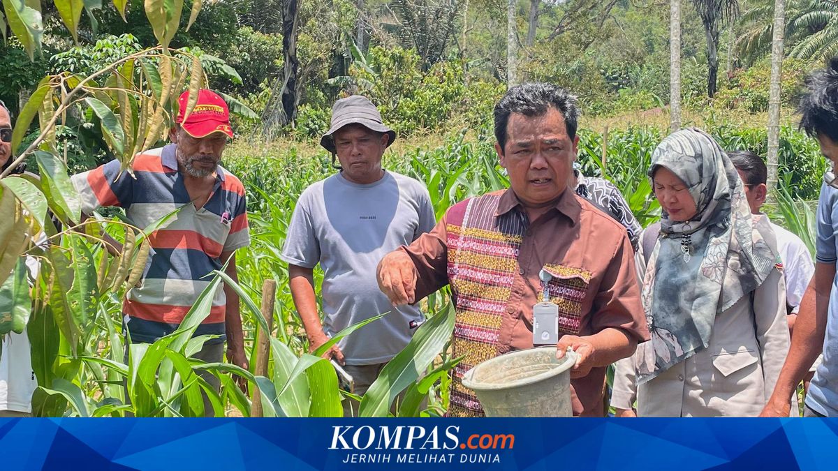 Dairi Prima Programme Elevates Value of Dairi Coffee to Durian