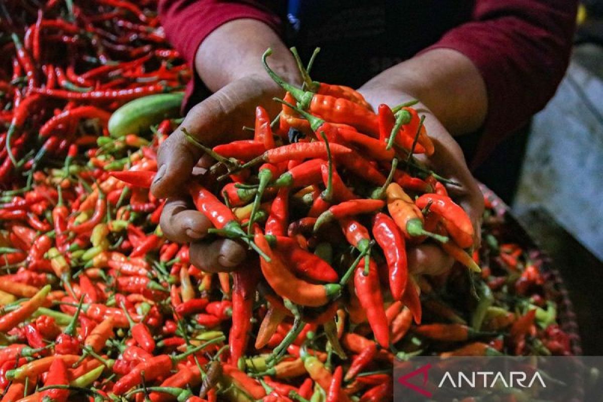 On Monday, red bird's eye chilli priced at Rp62,300/kg, chicken eggs Rp35,150/kg