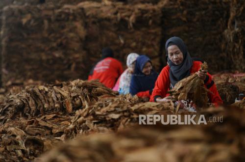 Kuningan Secures National Certification for Four Tobacco Varieties