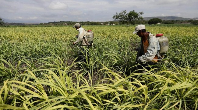 Here Are the Major Challenges Facing the 2027 Consumer Sugar Self-Sufficiency Programme