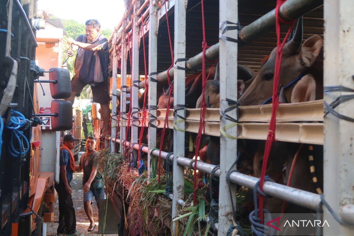 Surge in Logistics Costs Squeezes Profit Margins of Sacrificial Cattle Farmers
