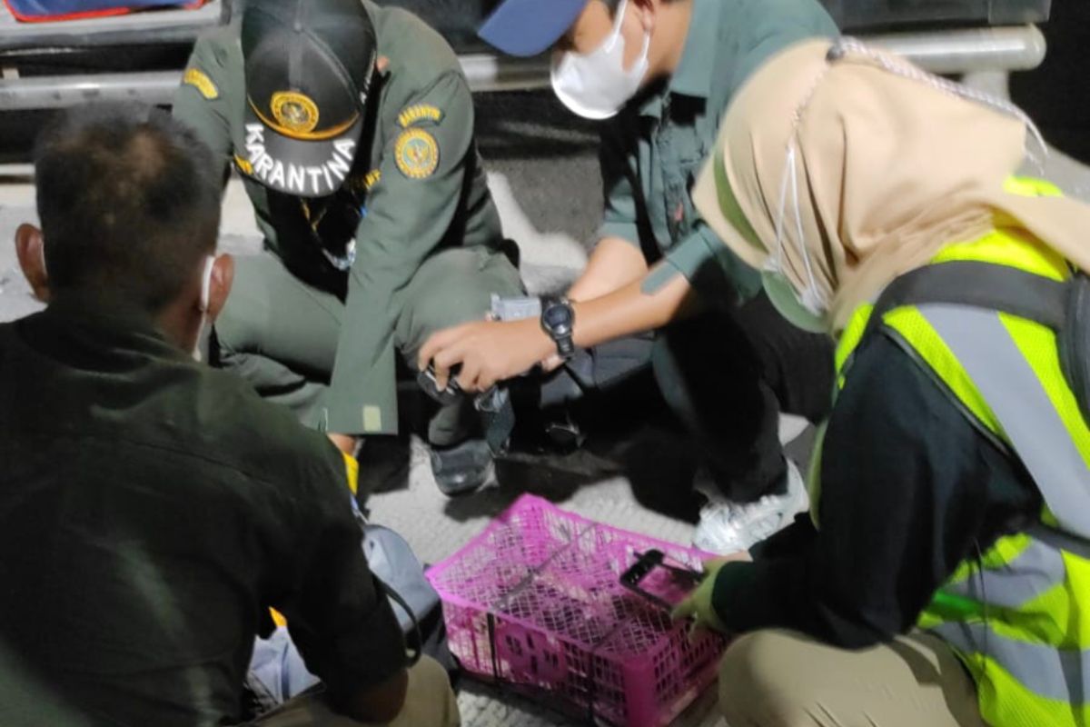 Lampung Quarantine Thwarts Wildlife Smuggling Attempt Using Passenger Bus