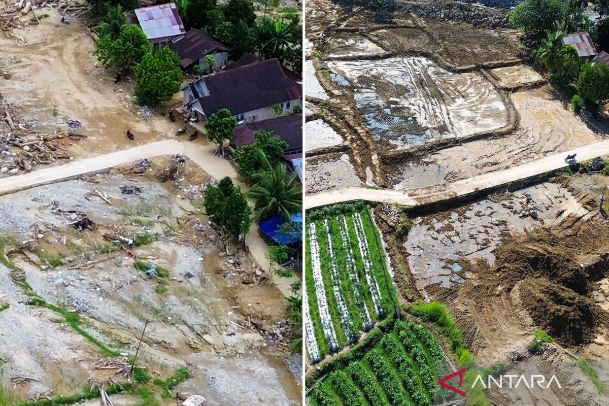 This is the condition of disaster-affected rice fields in Padang before and after rehabilitation