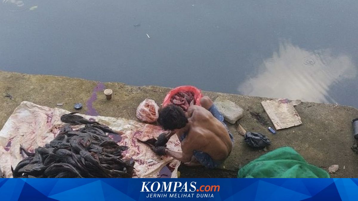 When the Hunt for Cleaning Fish for Siomay is Exposed...