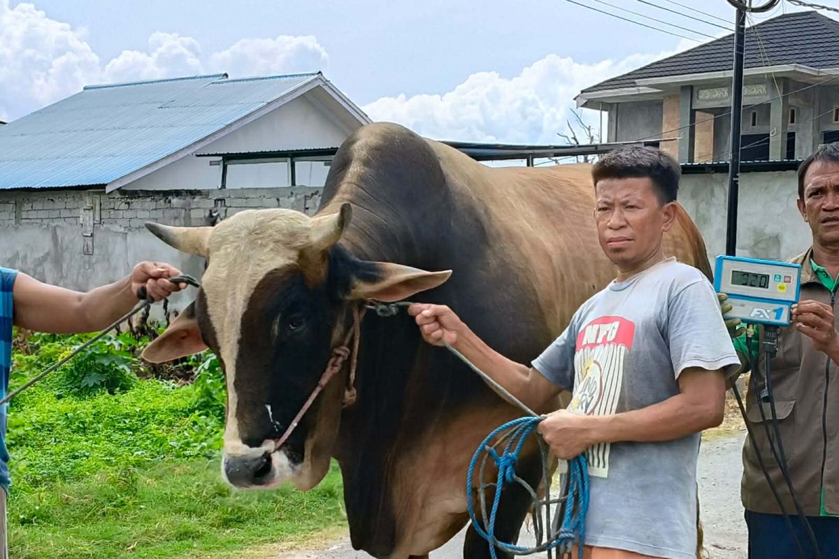 President Prabowo donates 14 sacrificial cows to Central Sulawesi