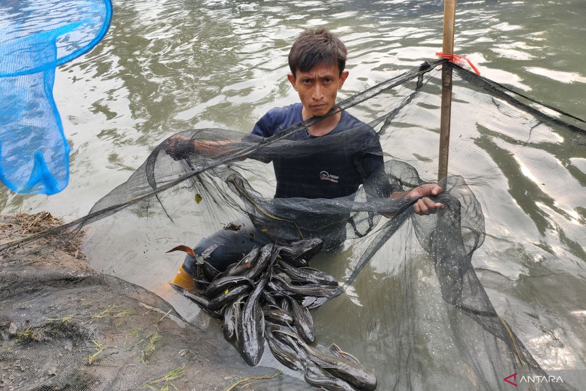 River cleaning in West Jakarta to be accompanied by plecostomus fish captures