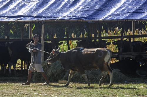 Association: NTB Contributes Billions in Turnover from Sacrificial Animal Sales
