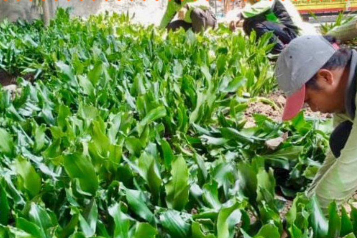 North Jakarta City Government Transforms Former Illegal Waste Site in Sungai Bambu into a Park