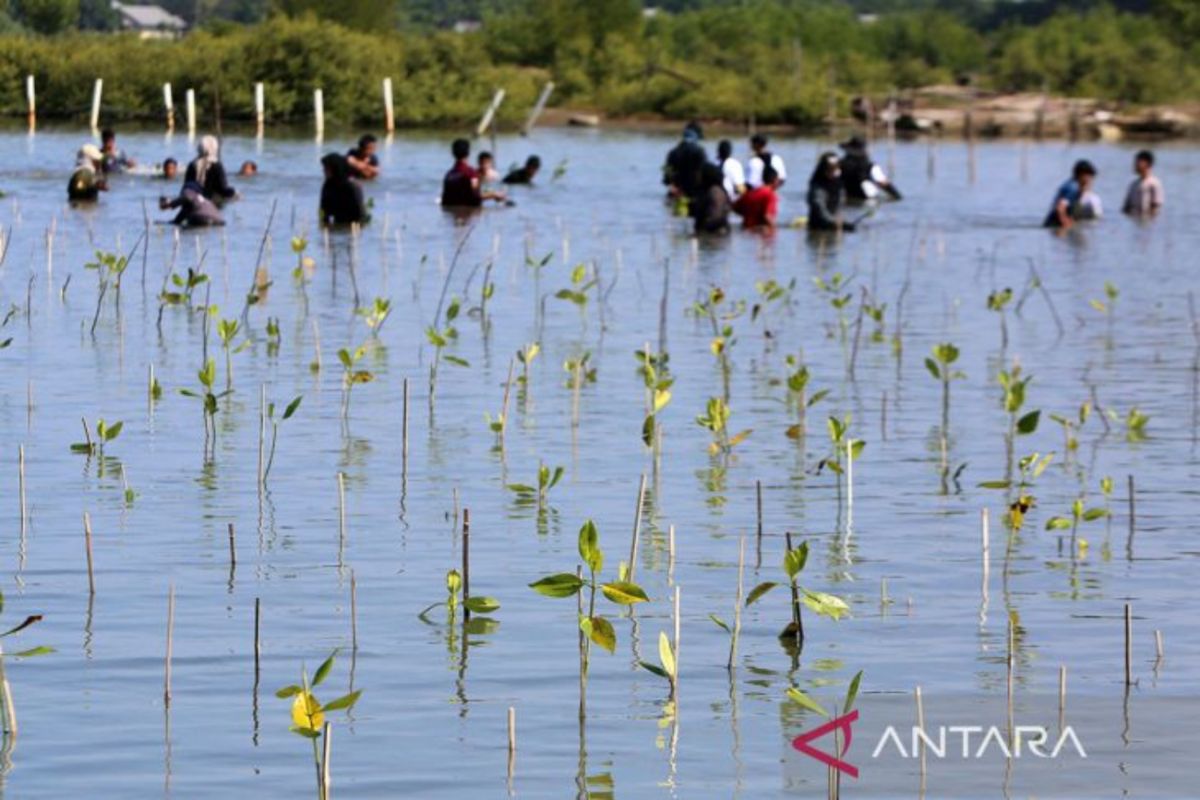 USK: Silvofishery as a Solution for Maintaining Mangrove Ecosystems in Aceh