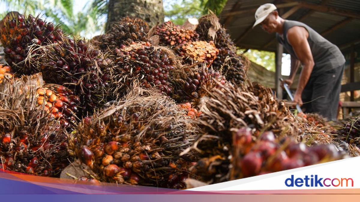 Simultaneously Managed, Palm Oil Commodities Follow Multiple Policy Directions