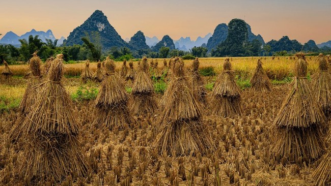 IPB Expert Reveals the True Cost of Bobibos Straw-Based Petrol Alternative
