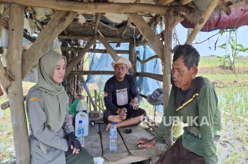 Rising Paddy Prices Bring Greater Prosperity to Farmers in Majalengka