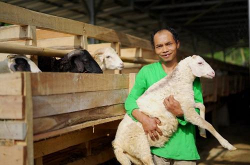 Baznas Champions 'Qurban Berkah, Berdayakan Desa', Targets 20 Percent Increase in Sacrificial Animals