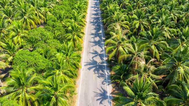 What Would Happen if Indonesia Really Closed Commercial Palm Oil Mills
