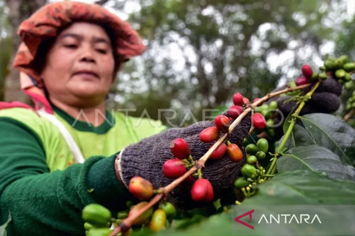 Nusantara Coffee Farmers Must Prosper