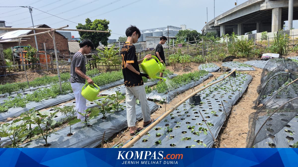 When Gen Z in North Jakarta Retire from Street Brawls to Become Urban Farmers