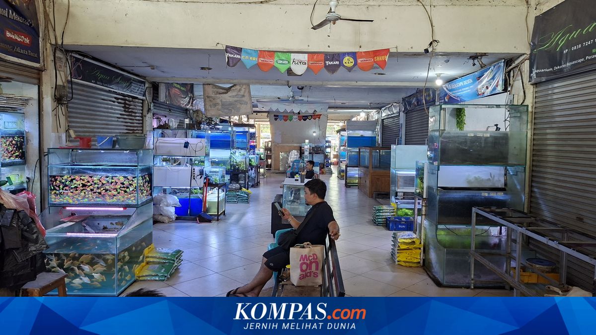Declining Turnover: Cengkareng Ornamental Fish Traders Focus on Recovery and Innovation