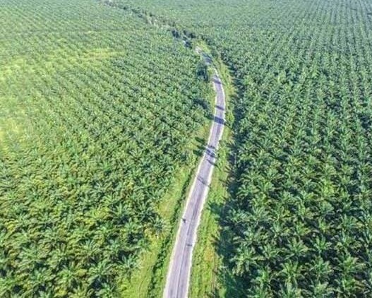GAPKI Reveals Obstacles to Palm Oil Investment, Regulation Key - Hallo Riau