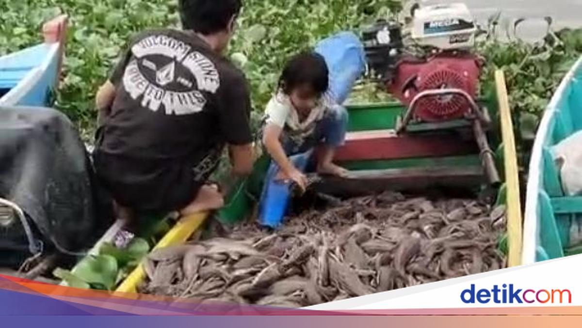 Eradicated in Jakarta, Janitor Fish Becomes Food for Sidrap Residents