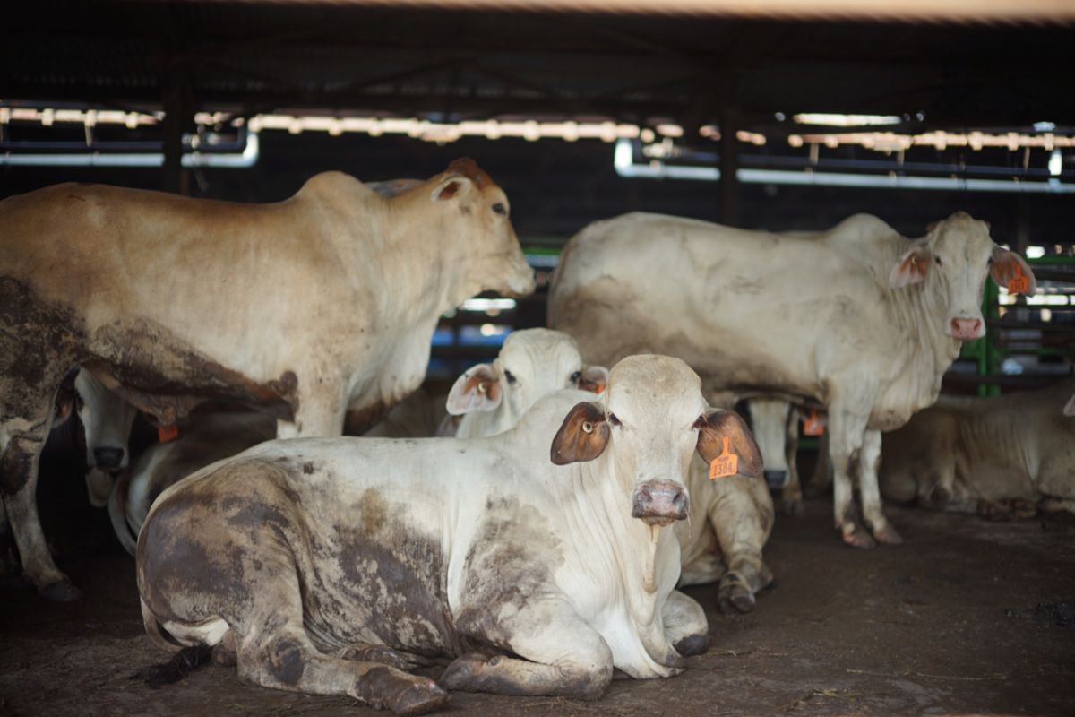 Dharma Jaya to Provide 900 Cattle for Idul Adha 2026
