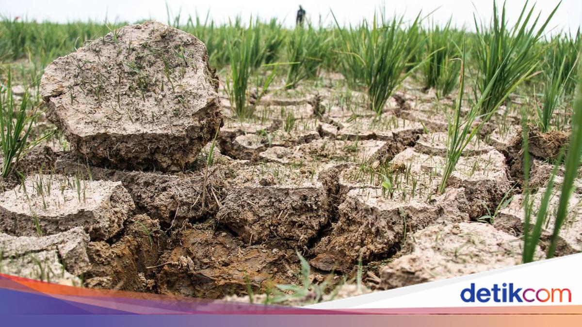 North Korea Experiences Severe Drought, a Rare Phenomenon