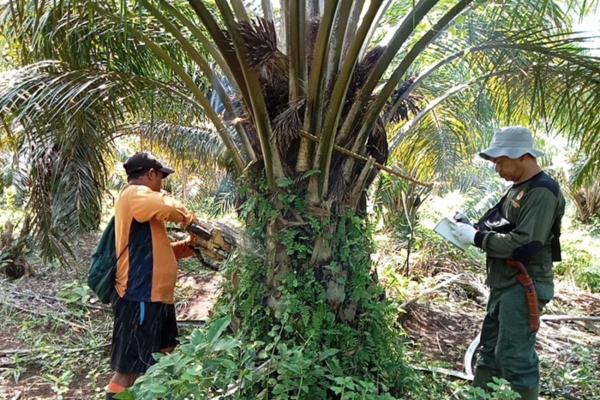 Ministry of Forestry Team Captures Forest Encroacher in Elephant Corridor at Seblat Nature Reserve