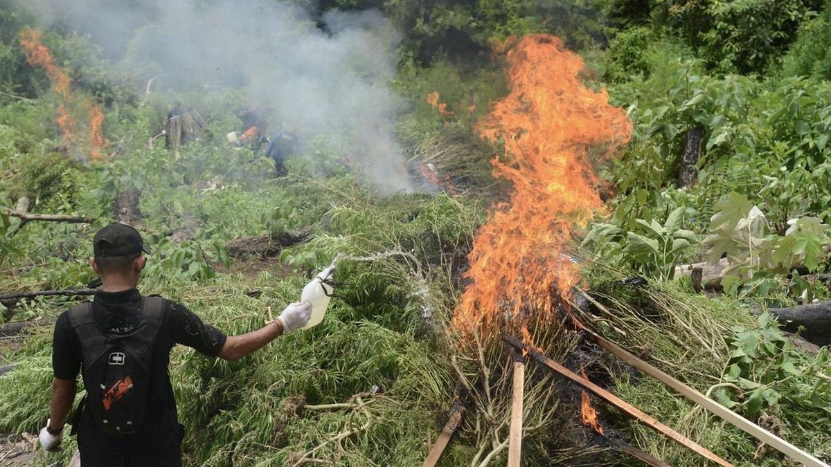 50 Tonnes of Ready-to-Harvest Cannabis in Aceh Destroyed