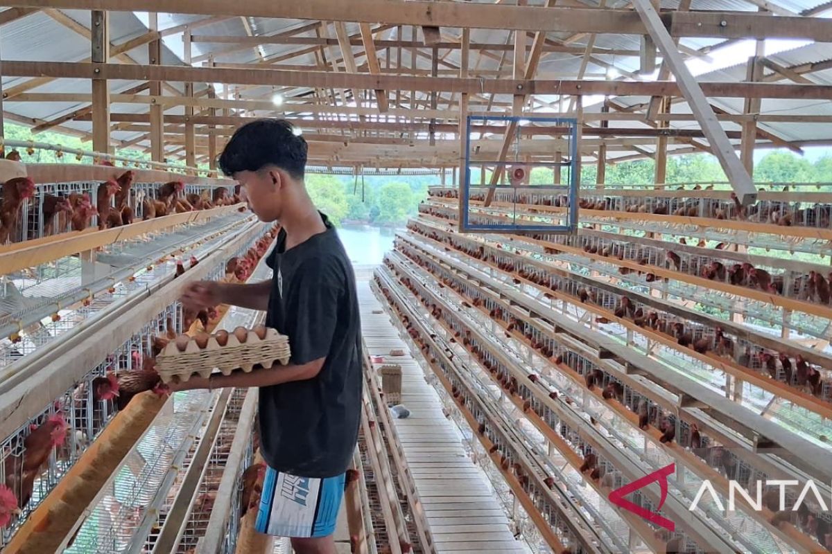 UGM professor criticises potential foreign investment in laying hens